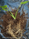 Roots of Monstera Burle Marx Flame, rare houseplant with mature split leaves, organically grown Swiss Cheese Plant in pot in TOMs FLOWer CLUB, perfect for indoor jungle decor.