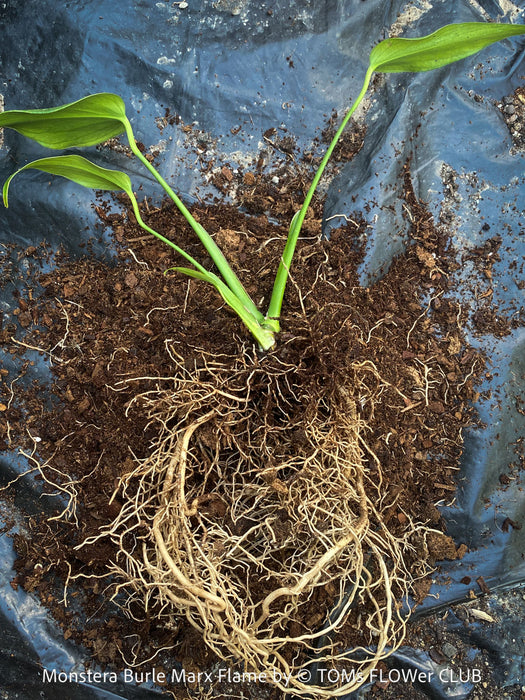 Roots of Monstera Burle Marx Flame, rare houseplant with mature split leaves, organically grown Swiss Cheese Plant in pot in TOMs FLOWer CLUB, perfect for indoor jungle decor.