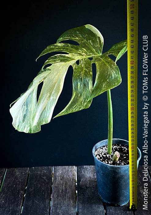 Monstera Deliciosa Albo-Variegata, organically grown tropical plants for sale at TOMs FLOWer CLUB. 