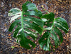 Rooted cutting of Monstera Deliciosa Albo Variegata, organically grown Swiss Cheese Plant in pot for sale in TOMs FLOWer CLUB
