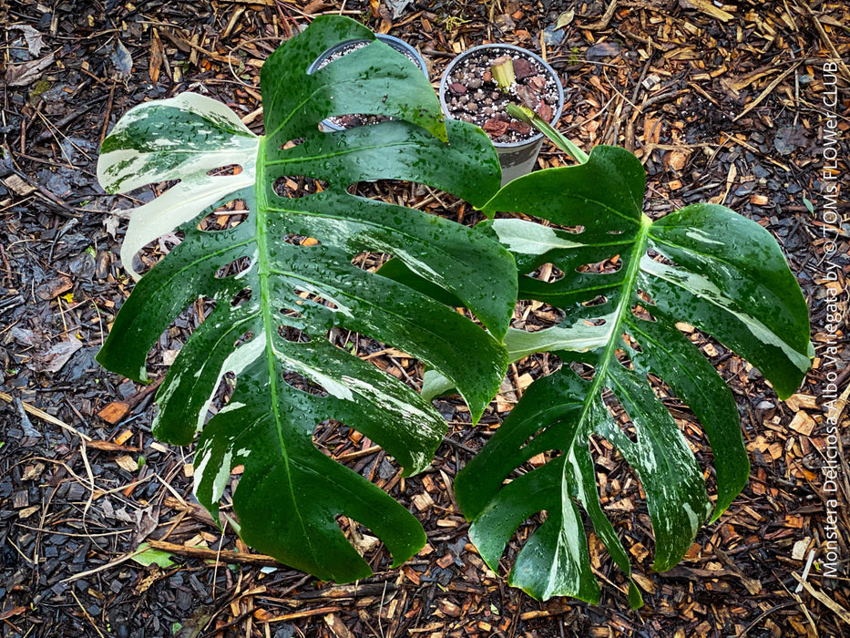 Rooted cutting of Monstera Deliciosa Albo Variegata, organically grown Swiss Cheese Plant in pot for sale in TOMs FLOWer CLUB
