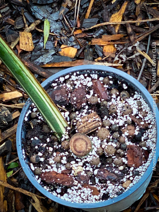 Rooted cutting of Monstera Deliciosa Albo Variegata, organically grown Swiss Cheese Plant in pot for sale in TOMs FLOWer CLUB