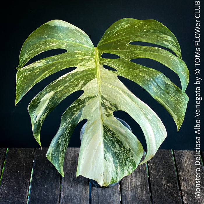 Monstera Deliciosa Albo-Variegata, organically grown tropical plants for sale at TOMs FLOWer CLUB. 