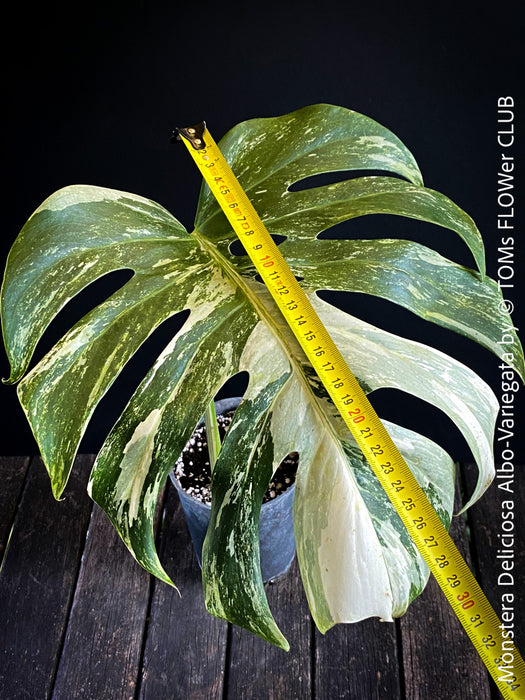 Monstera Deliciosa Albo-Variegata, organically grown tropical plants for sale at TOMs FLOWer CLUB. 