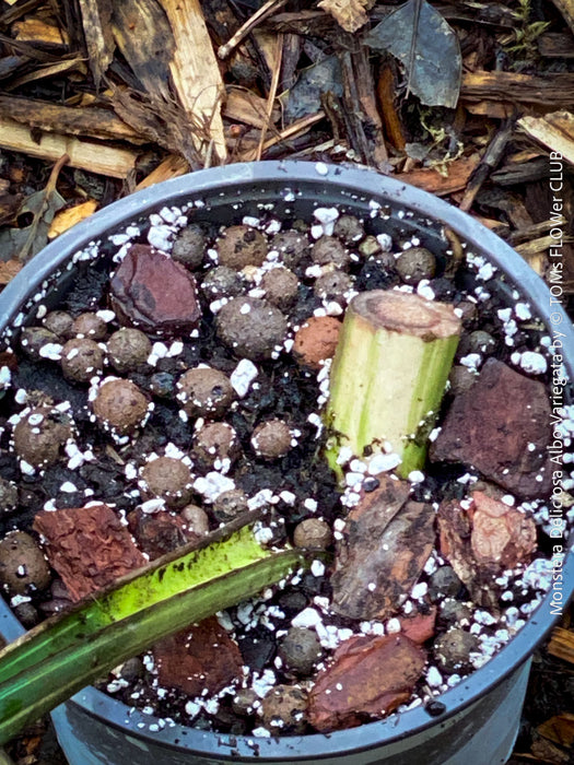 Rooted cutting of Monstera Deliciosa Albo Variegata, organically grown Swiss Cheese Plant in pot for sale in TOMs FLOWer CLUB