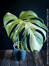 Monstera Deliciosa Albo-Variegata, organically grown tropical plants for sale at TOMs FLOWer CLUB. 