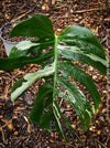 Rooted cutting of Monstera Deliciosa Albo Variegata, organically grown Swiss Cheese Plant in pot for sale in TOMs FLOWer CLUB