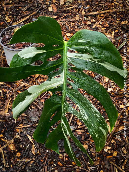 Rooted cutting of Monstera Deliciosa Albo Variegata, organically grown Swiss Cheese Plant in pot for sale in TOMs FLOWer CLUB
