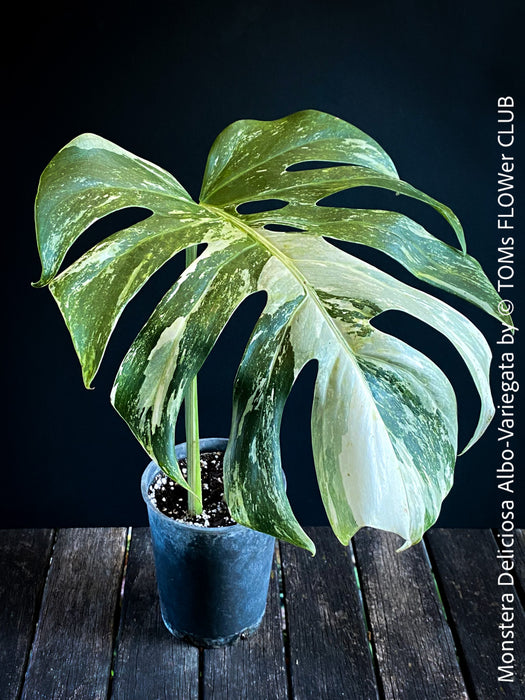 Monstera Deliciosa Albo-Variegata, organically grown tropical plants for sale at TOMs FLOWer CLUB. 