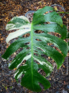 Rooted cutting of Monstera Deliciosa Albo Variegata, organically grown Swiss Cheese Plant in pot for sale in TOMs FLOWer CLUB