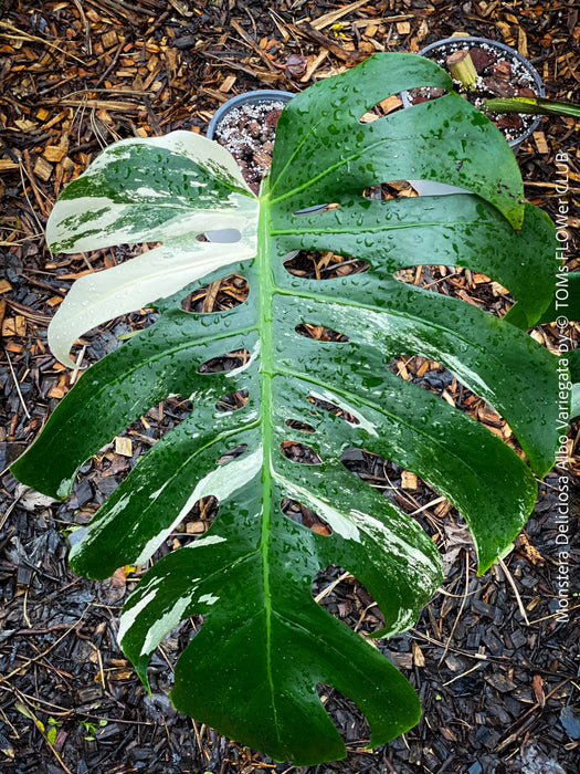 Rooted cutting of Monstera Deliciosa Albo Variegata, organically grown Swiss Cheese Plant in pot for sale in TOMs FLOWer CLUB
