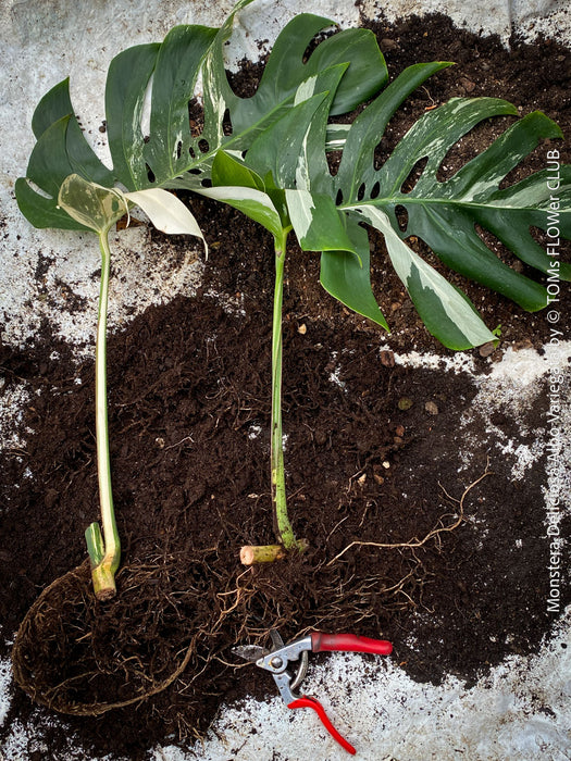 Rooted cutting of Monstera Deliciosa Albo Variegata, organically grown Swiss Cheese Plant in pot for sale in TOMs FLOWer CLUB