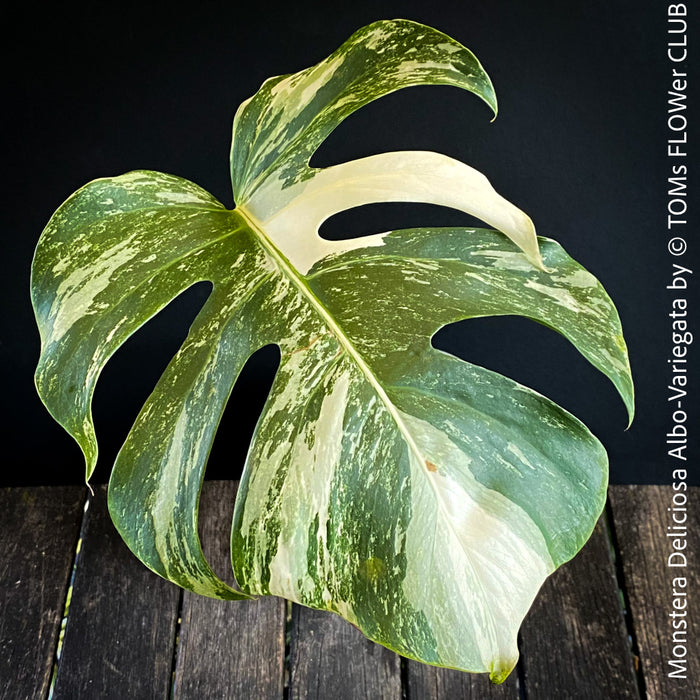 Monstera Deliciosa Albo-Variegata, organically grown tropical plants for sale at TOMs FLOWer CLUB. 