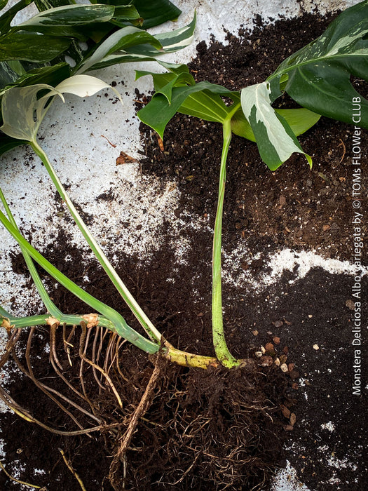 Rooted cutting of Monstera Deliciosa Albo Variegata, organically grown Swiss Cheese Plant in pot for sale in TOMs FLOWer CLUB