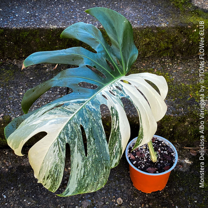 Large Monstera Deliciosa Albo Variegata houseplant with mature split leaves, organically grown Swiss Cheese Plant in pot in TOMs FLOWer CLUB, perfect for indoor jungle decor.