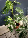 Rooted cutting of Monstera Deliciosa Albo Variegata, organically grown Swiss Cheese Plant in pot for sale in TOMs FLOWer CLUB