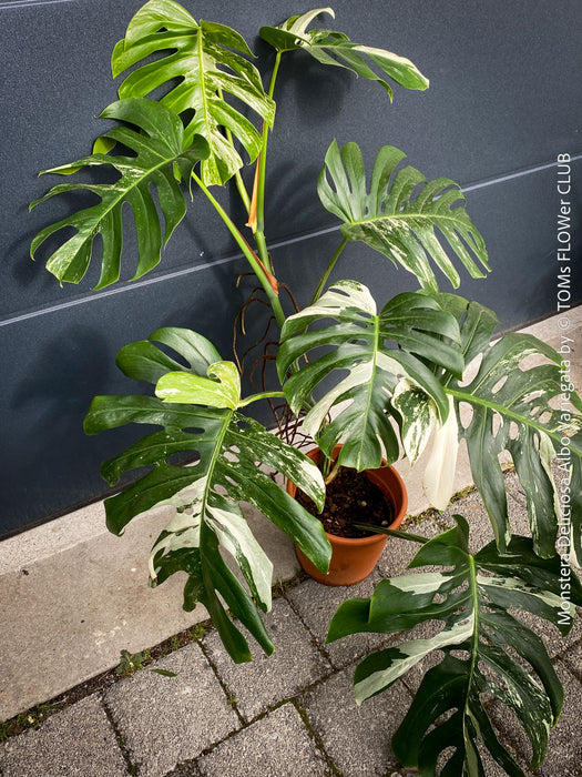 Rooted cutting of Monstera Deliciosa Albo Variegata, organically grown Swiss Cheese Plant in pot for sale in TOMs FLOWer CLUB