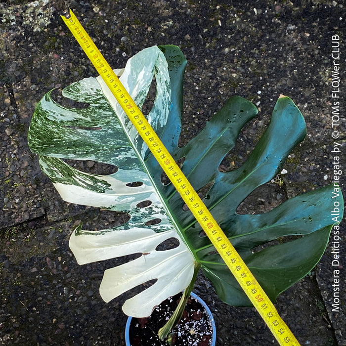 Large Monstera Deliciosa Albo Variegata houseplant with mature split leaves, organically grown Swiss Cheese Plant in pot in TOMs FLOWer CLUB, perfect for indoor jungle decor.