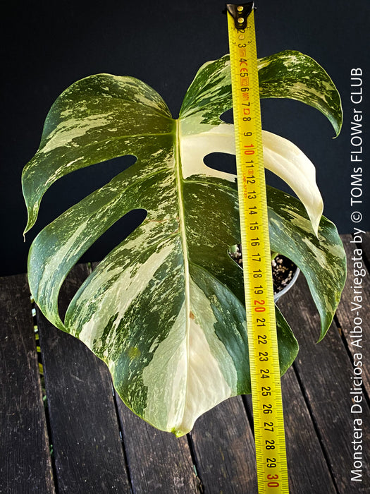 Monstera Deliciosa Albo-Variegata, organically grown tropical plants for sale at TOMs FLOWer CLUB. 