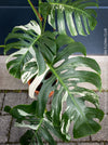 Rooted cutting of Monstera Deliciosa Albo Variegata, organically grown Swiss Cheese Plant in pot for sale in TOMs FLOWer CLUB