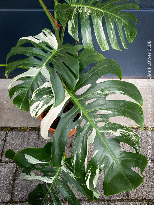 Rooted cutting of Monstera Deliciosa Albo Variegata, organically grown Swiss Cheese Plant in pot for sale in TOMs FLOWer CLUB