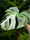 Monstera Deliciosa Albo-Variegata, organically grown tropical plants for sale at TOMs FLOWer CLUB. 