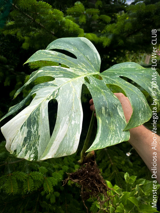 Monstera Deliciosa Albo-Variegata, organically grown tropical plants for sale at TOMs FLOWer CLUB. 