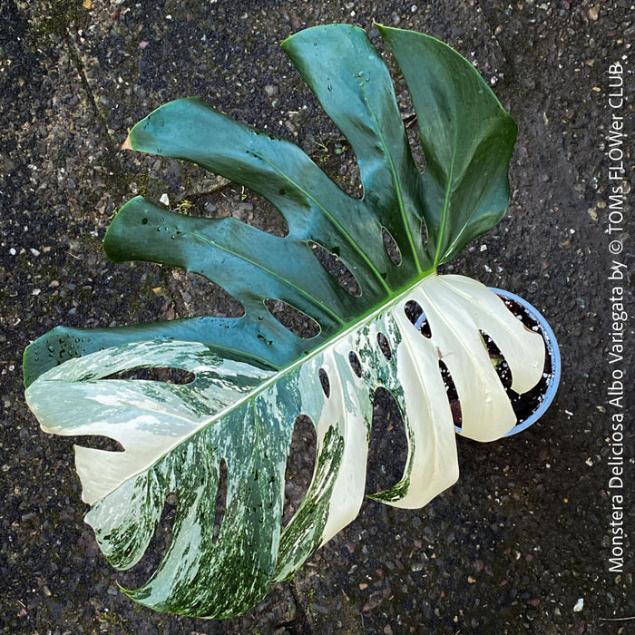 Large Monstera Deliciosa Albo Variegata houseplant with mature split leaves, organically grown Swiss Cheese Plant in pot in TOMs FLOWer CLUB, perfect for indoor jungle decor.