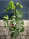Rooted cutting of Monstera Deliciosa Albo Variegata, organically grown Swiss Cheese Plant in pot for sale in TOMs FLOWer CLUB