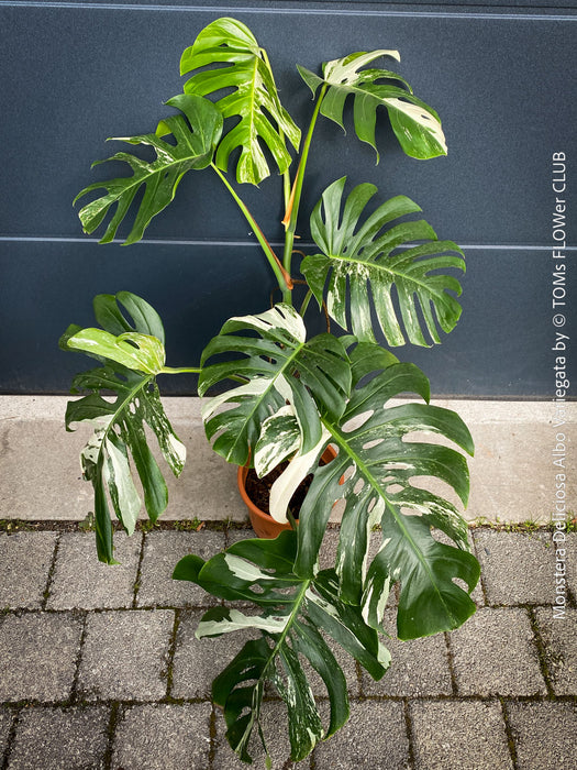 Rooted cutting of Monstera Deliciosa Albo Variegata, organically grown Swiss Cheese Plant in pot for sale in TOMs FLOWer CLUB