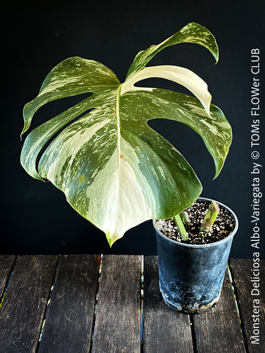 Monstera Deliciosa Albo-Variegata, organically grown tropical plants for sale at TOMs FLOWer CLUB. 