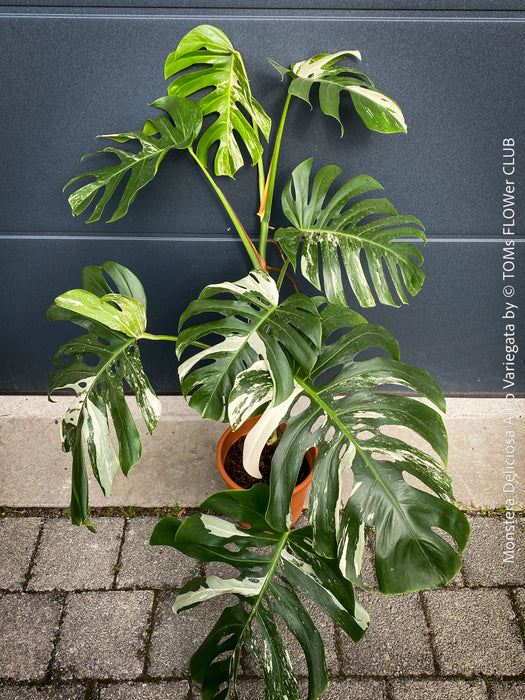 Rooted cutting of Monstera Deliciosa Albo Variegata, organically grown Swiss Cheese Plant in pot for sale in TOMs FLOWer CLUB