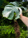 Monstera Deliciosa Albo-Variegata, organically grown tropical plants for sale at TOMs FLOWer CLUB. 