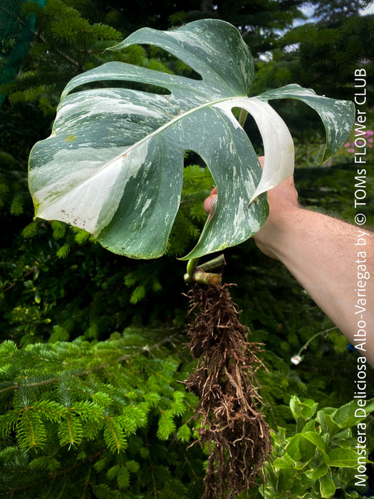 Monstera Deliciosa Albo-Variegata, organically grown tropical plants for sale at TOMs FLOWer CLUB. 