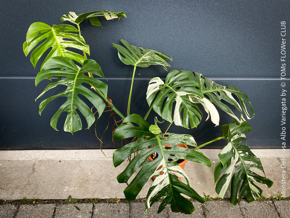 Rooted cutting of Monstera Deliciosa Albo Variegata, organically grown Swiss Cheese Plant in pot for sale in TOMs FLOWer CLUB