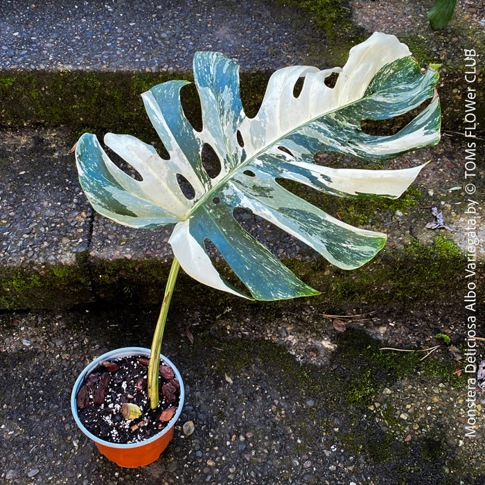 Large Monstera Deliciosa Albo Variegata houseplant with mature split leaves, organically grown Swiss Cheese Plant in pot in TOMs FLOWer CLUB, perfect for indoor jungle decor.