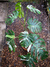 Rooted cutting of Monstera Deliciosa Albo Variegata, organically grown Swiss Cheese Plant in pot for sale in TOMs FLOWer CLUB