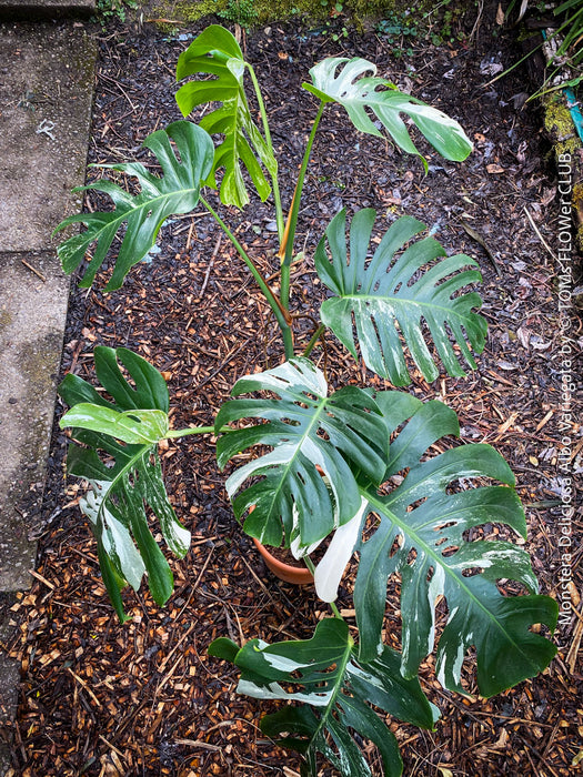 Rooted cutting of Monstera Deliciosa Albo Variegata, organically grown Swiss Cheese Plant in pot for sale in TOMs FLOWer CLUB