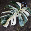 Large Monstera Deliciosa Albo Variegata houseplant with mature split leaves, organically grown Swiss Cheese Plant in pot in TOMs FLOWer CLUB, perfect for indoor jungle decor.