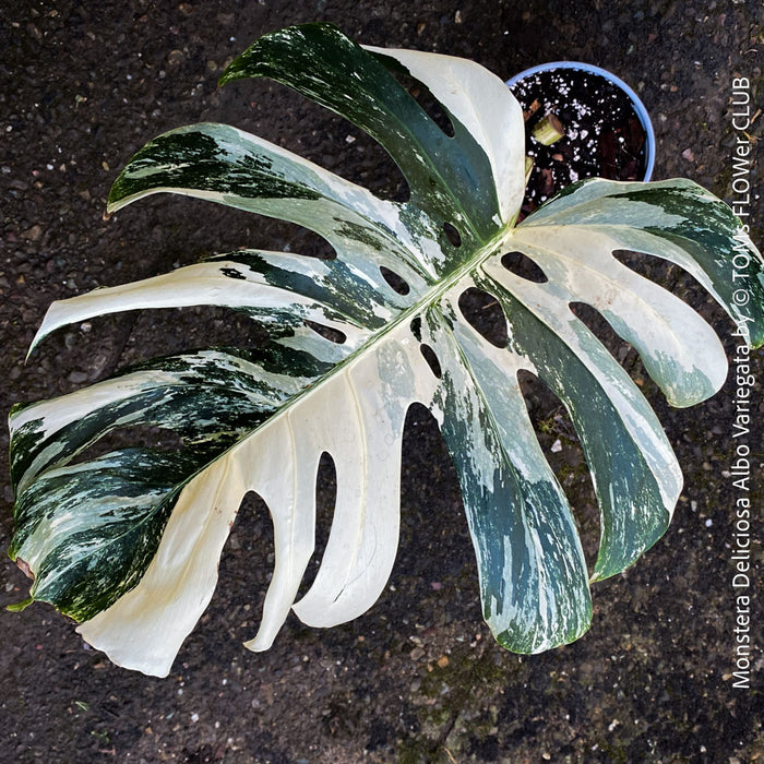 Large Monstera Deliciosa Albo Variegata houseplant with mature split leaves, organically grown Swiss Cheese Plant in pot in TOMs FLOWer CLUB, perfect for indoor jungle decor.