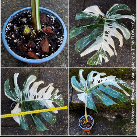 Large Monstera Deliciosa Albo Variegata houseplant with mature split leaves, organically grown Swiss Cheese Plant in pot in TOMs FLOWer CLUB, perfect for indoor jungle decor.