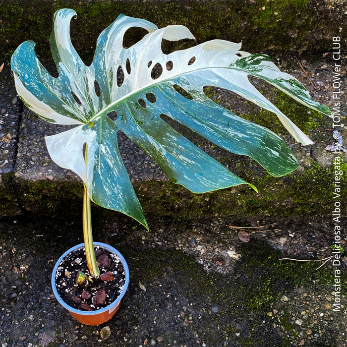 Large Monstera Deliciosa Albo Variegata houseplant with mature split leaves, organically grown Swiss Cheese Plant in pot in TOMs FLOWer CLUB, perfect for indoor jungle decor.