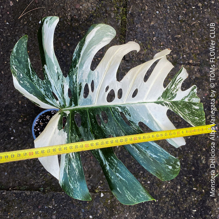 Large Monstera Deliciosa Albo Variegata houseplant with mature split leaves, organically grown Swiss Cheese Plant in pot in TOMs FLOWer CLUB, perfect for indoor jungle decor.