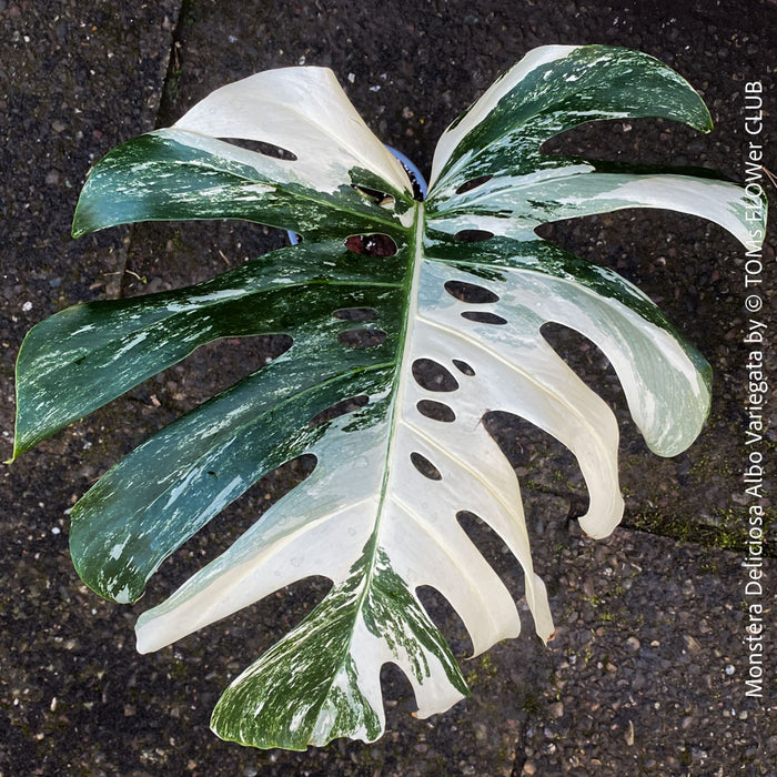 Large Monstera Deliciosa Albo Variegata houseplant with mature split leaves, organically grown Swiss Cheese Plant in pot in TOMs FLOWer CLUB, perfect for indoor jungle decor.