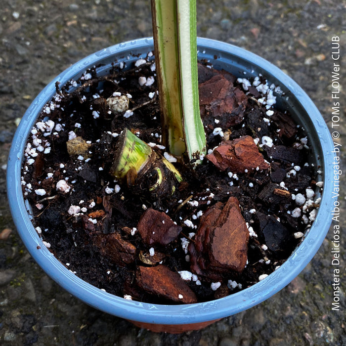 Large Monstera Deliciosa Albo Variegata houseplant with mature split leaves, organically grown Swiss Cheese Plant in pot in TOMs FLOWer CLUB, perfect for indoor jungle decor.