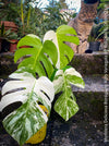 Monstera Deliciosa Borsigiana Albo Variegata, organically grown plants for sale at TOMs FLOWer CLUB