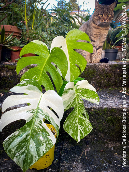 Monstera Deliciosa Borsigiana Albo Variegata, organically grown plants for sale at TOMs FLOWer CLUB