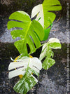Monstera Deliciosa Borsigiana Albo Variegata, organically grown plants for sale at TOMs FLOWer CLUB