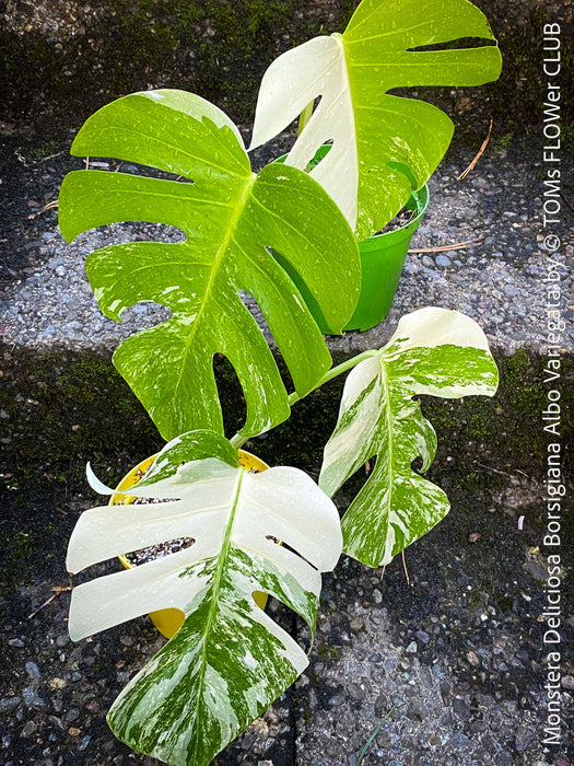 Monstera Deliciosa Borsigiana Albo Variegata, organically grown plants for sale at TOMs FLOWer CLUB