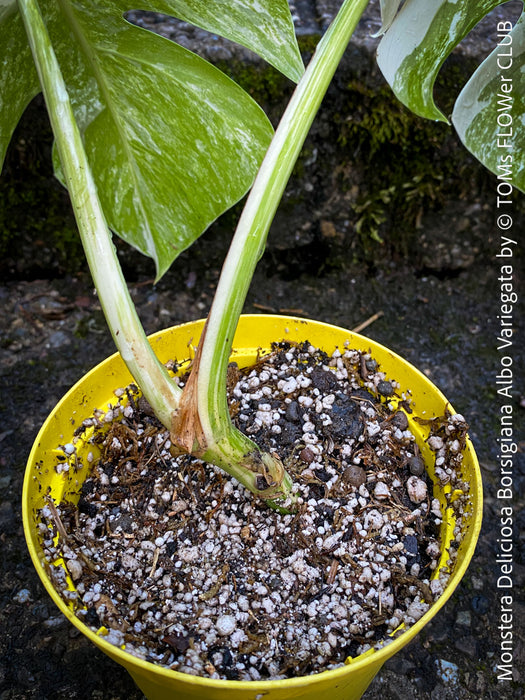 Monstera Deliciosa Borsigiana Albo Variegata, organically grown plants for sale at TOMs FLOWer CLUB